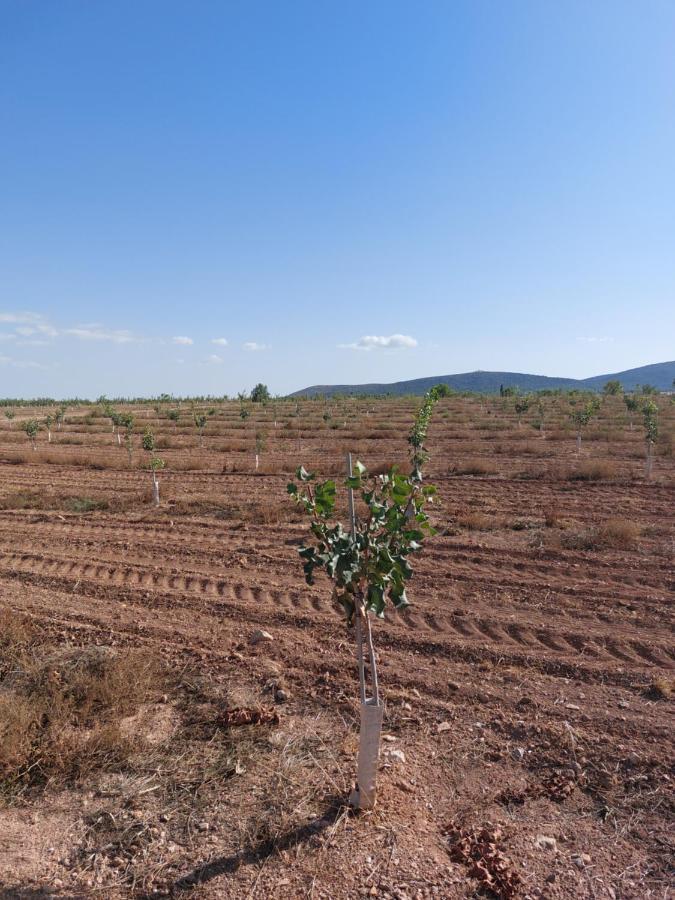 Casa Rural "La Villa Del Pistacho" Archivel エクステリア 写真